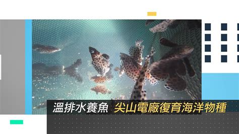 電廠也可以顧生態 尖山電廠溫排水成功復育海洋石斑魚種 帶給學童不一樣的海洋生物課│【power心動力 預告】20220405│三立新聞台