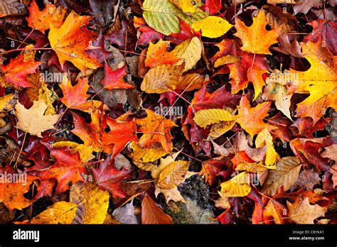 Background of colorful autumn leaves on forest floor Stock Photo - Alamy