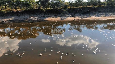 La Bajante Hist Rica El Principal Motivo De La Mortandad De Peces El