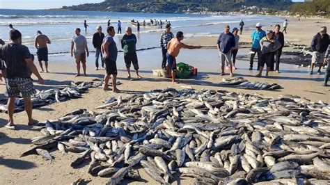 Safra Da Tainha Garopaba Sc Tainhas No Cerco Nos