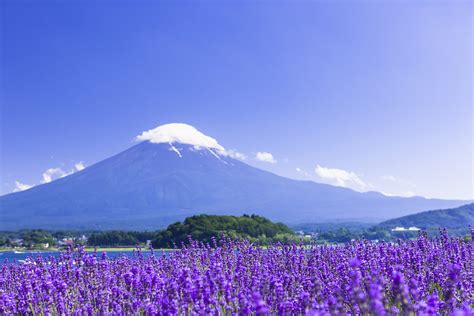 Tokyo One Day Tour Of Mount Fuji S Popular Check In Spots Depart