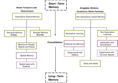 Declarative Memory Chart