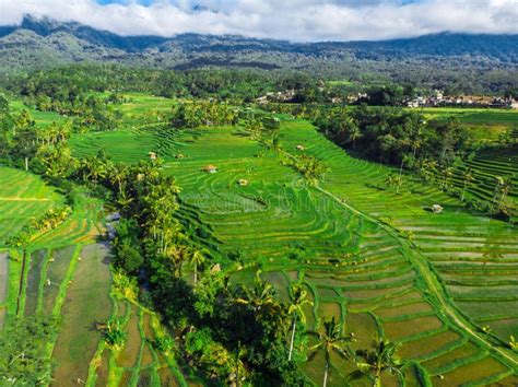 The Object Of The Unesco World Heritage Rice Terraces Jatiluwih Aerial