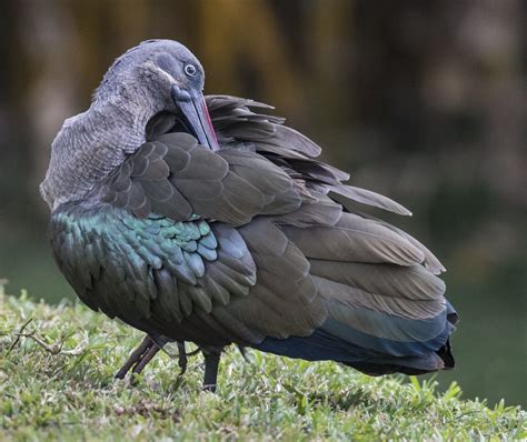 Hadada Ibis - Owen Deutsch Photography