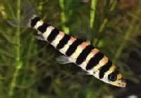 Black-Banded Leporinus – Splashy Fin Live Fish Bangalore Only Shipping