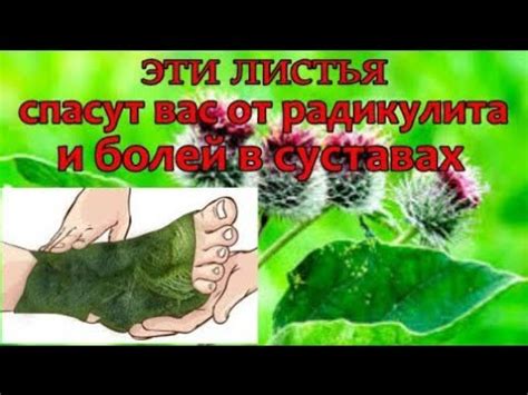 Мазь из лопуха от болей в суставах. - YouTube