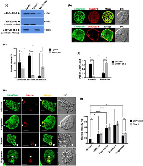 Subcellular localization of EhProfilin1. (a) Subcellular fractionation ...