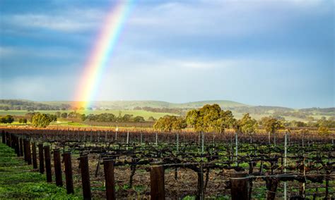 Clare Valley Wine Region In South Australia Australia