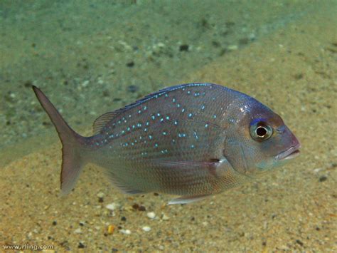 Snapper A Juvenile Snapper Chrysophrys Auratus Fairy Bo Flickr