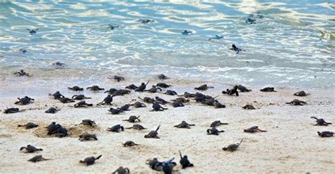 Konservasi Penyu Di Pantai Batu Hiu Jadi Perhatian Wisatawan TravelBiz