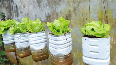 Recycling Plastic Bottles To Grow Hanging Lettuce Youtube