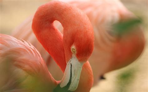 Download Animal Flamingo 4k Ultra Hd Wallpaper