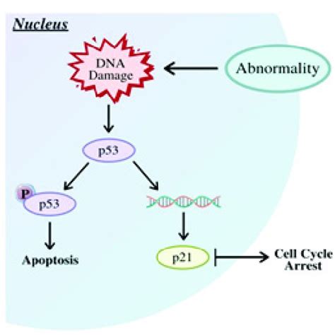 Palbociclib Ribociclib And Abemaciclib All Have Relatively Similar