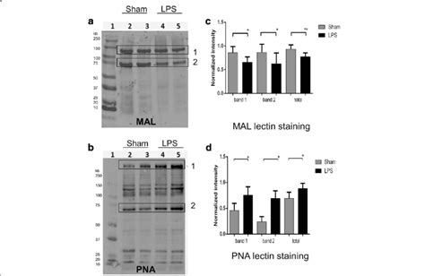 21 Days After Lps Injection Rat Brain Tissue Glycoproteins Show