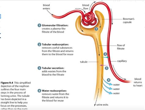 Describe the Three Steps of Urine Formation