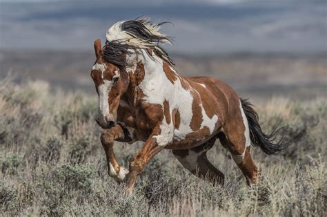 Spirit Of The Wild West Picasso Of The Sand Wash Basin In Colorado