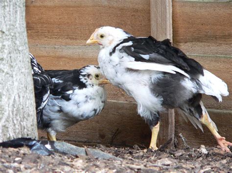 Two Leghorns Backyard Chickens Learn How To Raise Chickens