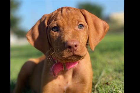 957 Vizslas - Vizsla Puppies for Sale in Schulenburg, TX | AKC Marketplace