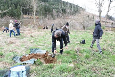 RN 88 la Lutte des sucs plante 200 arbres sur le tracé du