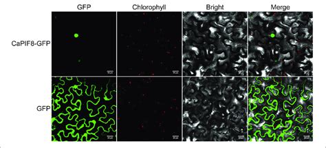 Subcellular Localization Of Capif In Nicotiana Benthamiana Epidermal