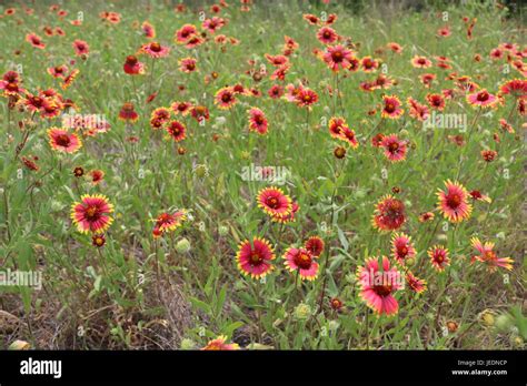 Indian Blanket Hi Res Stock Photography And Images Alamy
