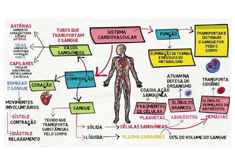 Mapa Mental De Sistema Circulatório Pdf