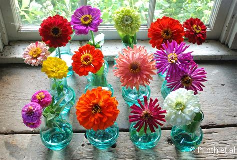 Manila Urban Gardener: How to Grow Zinnias in the Philippines