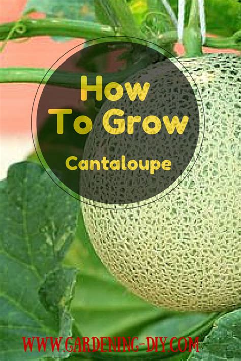 How To Grow Cantaloupe Gardening Tips Growing Cantaloupe Growing