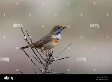 White Spotted Bluethroat Luscinia Svecica Cyanecula Male On A Bush