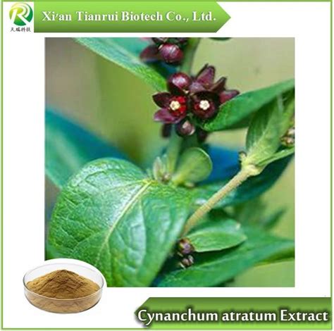 Cynanchum Atratum Extract Powder Blackend Swallowwort Root Extract