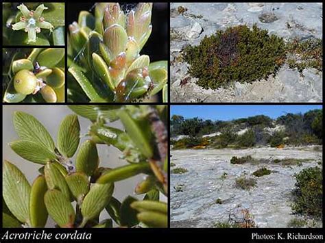 Photograph Acrotriche Cordata Labill Rbr Florabase
