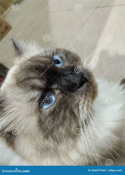 Himalayan Cat with Blue Eyes Stock Photo - Image of himalayan, blue ...