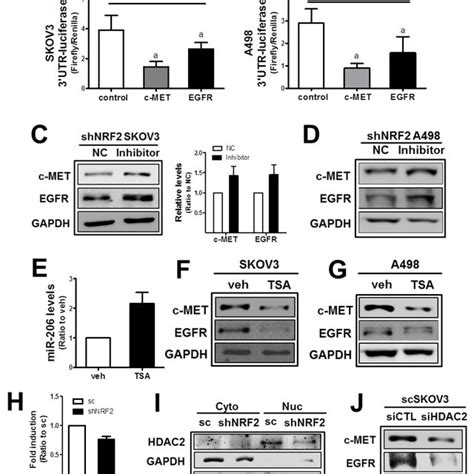 The NRF2 Silencing Induced MiR 206 Directly Mediates C MET And EGFR