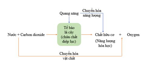 Sơ đồ Thể Hiện Mối Quan Hệ Giữa Trao đổi Chất Và Chuyển Hóa Năng Lượng