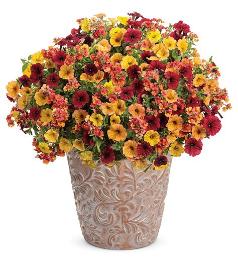 Sunsatia® Blood Orange™ Nemesia Hybrid Proven Winners