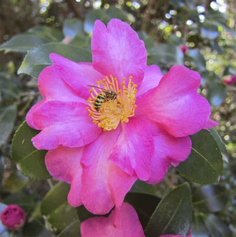 gardens@duke: Diverse Pollinators