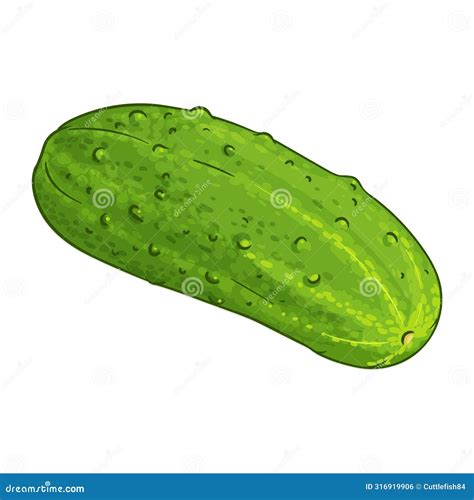 Cucumber Vegetable Colored Detailed Illustration Stock Vector