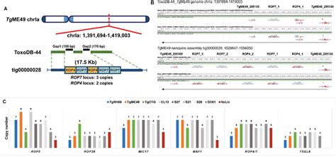 Long Read Assembly Resolves Duplicated Locus Structure In T Gondii