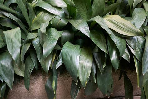 How To Grow And Care For Cast Iron Plants Aspidistra Elatior Florgeous