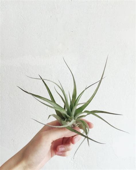 These Small House Plants Will Liven Up Your Space And Maybe Even Boost