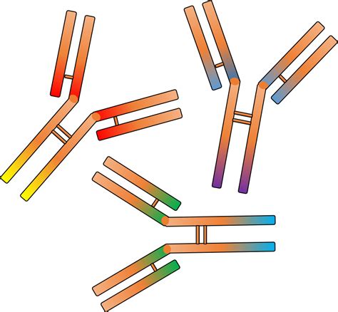 Rabbit Polyclonal Antibody Service Antibodies Clip Art Png Download