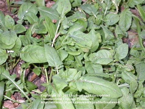 Photo Of The Leaves Of Showy Pink Evening Primrose Oenothera Speciosa