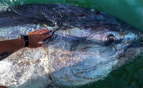 The Mighty Atlantic Bluefin Tuna A Species Guide