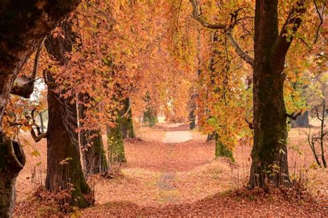 Premium Photo View Of Fallen Dried Leaves Of Maple During Autumn