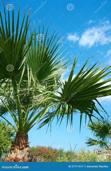 Beauty Palm Trees In Antalya Stock Image Image Of Grass Subtropics