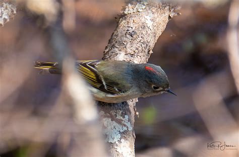 Ruby Crowned Kinglet Showing The Rare Ruby Green Heron Photography Flickr