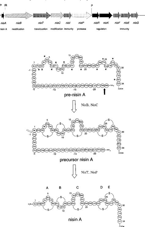 Figure 1 From Autoregulation Of Nisin Biosynthesis In Lactococcus