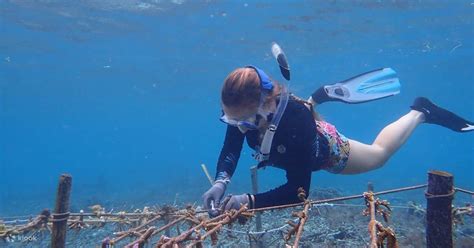 Coral Planting And Snorkeling In Nusa Penida Klook Estados Unidos