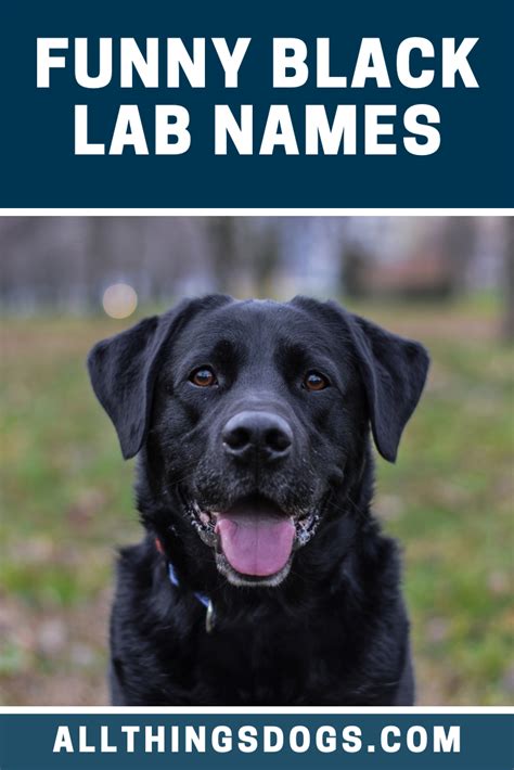 75 black lab names beautiful bold best names for labradors – Artofit