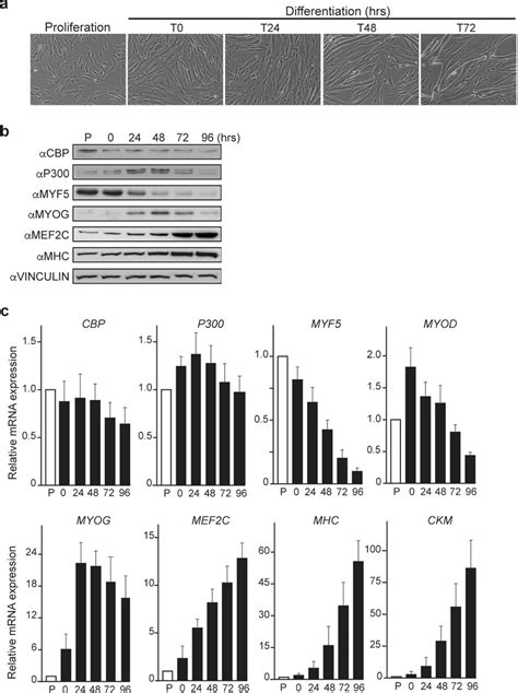 Human Primary Myoblasts Hpms Differentiate Into Myotubes And Properly